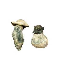 Featured Special ‘Oz’ Magic Mushrooms (28 Grams)
