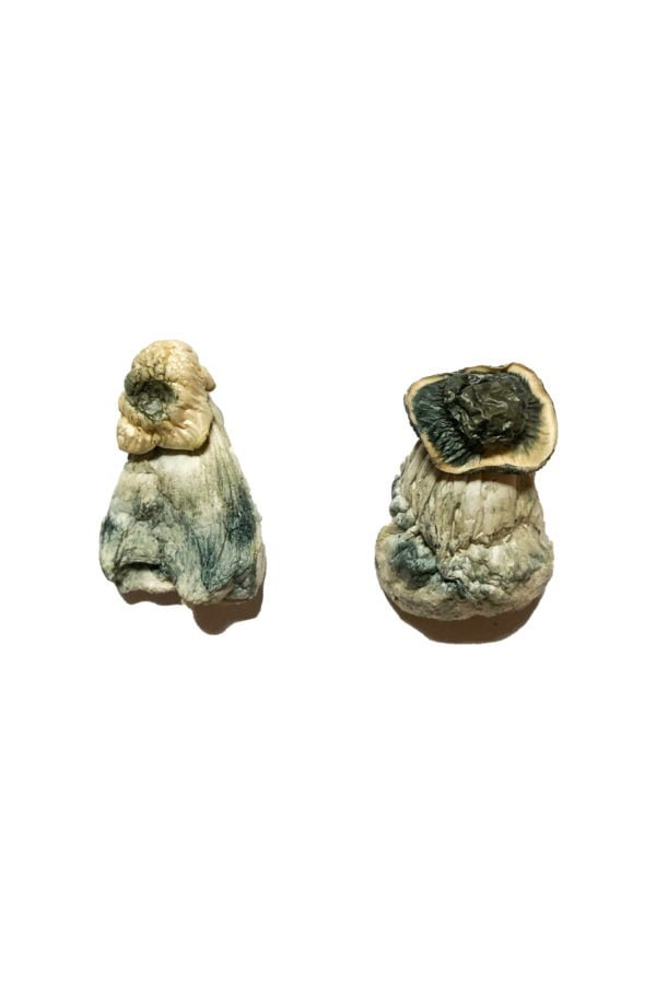 Albino-Penis-Envy-Shrooms-600x900