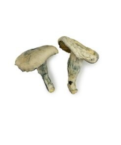 Albino Thai Lipa Yai Magic Mushrooms