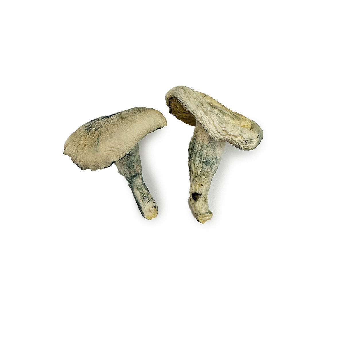 Albino-Thai-Lipa-Yai-Magic-Mushroom