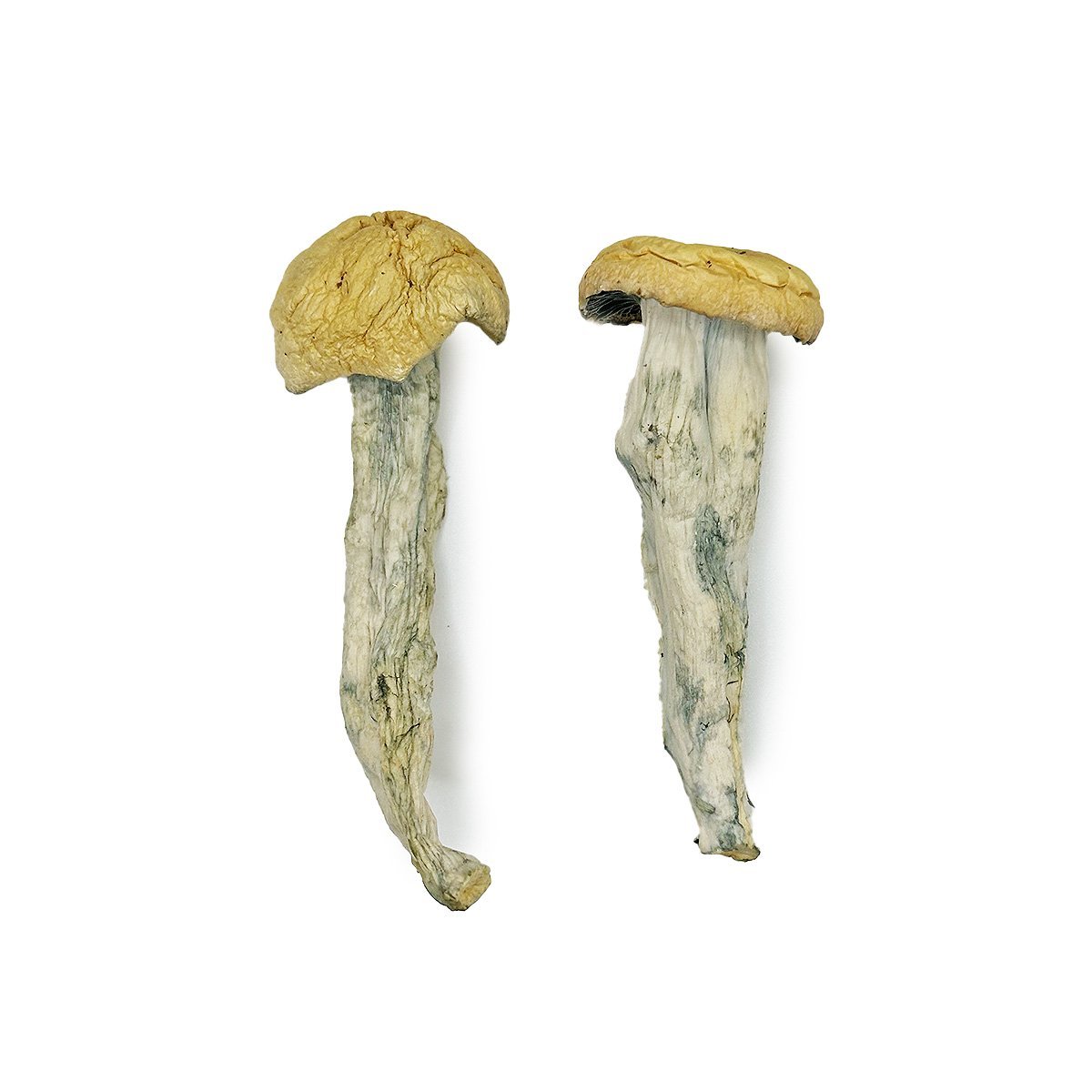 Fodawg-Magic-Mushrooms