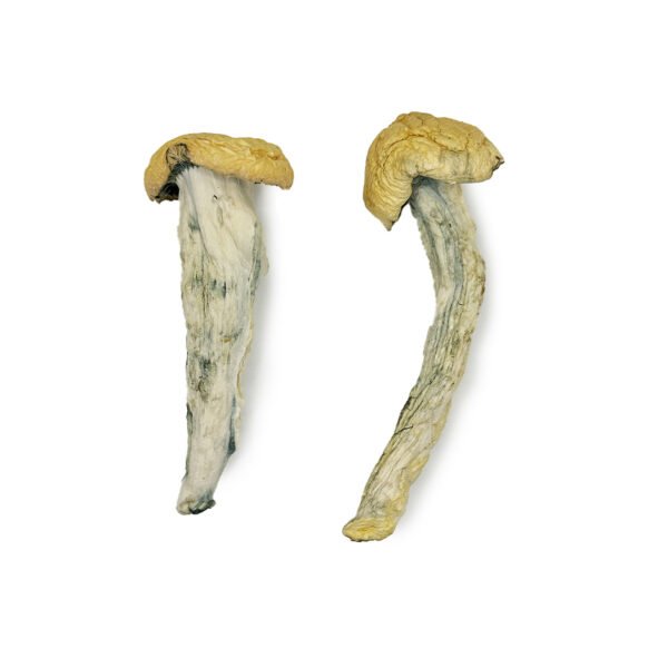 Fodawg-Magic-Shrooms-600x600