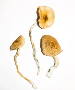 Golden Teacher Magic Mushrooms