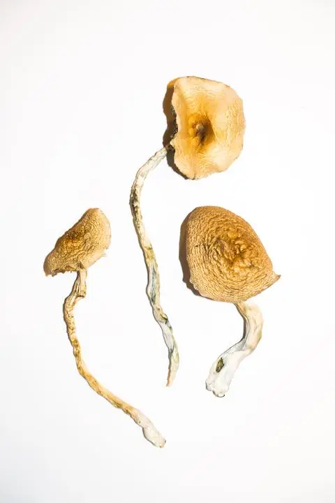 Golden-Teacher-–-Magic-Mushrooms-1