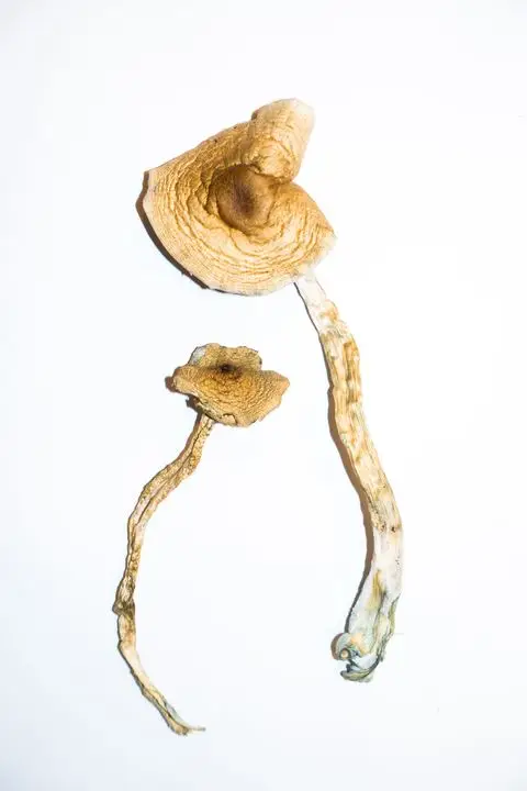 Golden-Teacher-–-Magic-Mushrooms-3