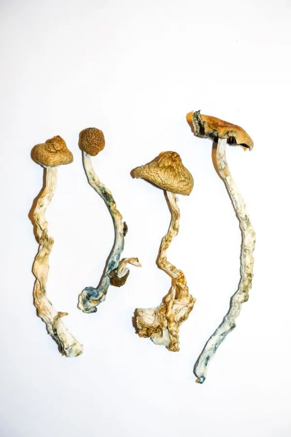 Golden-Teacher-–-Magic-Mushrooms-600x900
