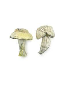 Iceberg Magic Mushrooms