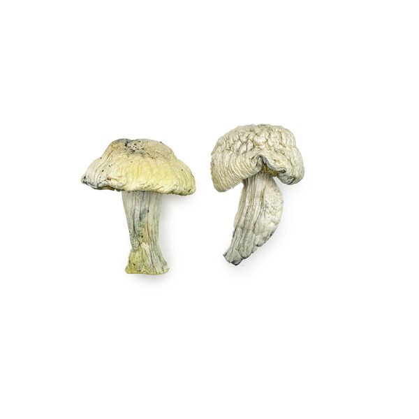 Iceberg-Magic-Shrooms-600x600