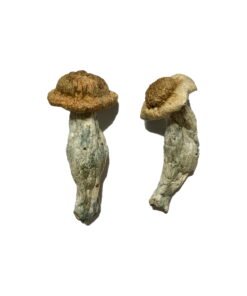 Featured Special ‘Half Oz’ Magic Mushrooms (14 Grams)