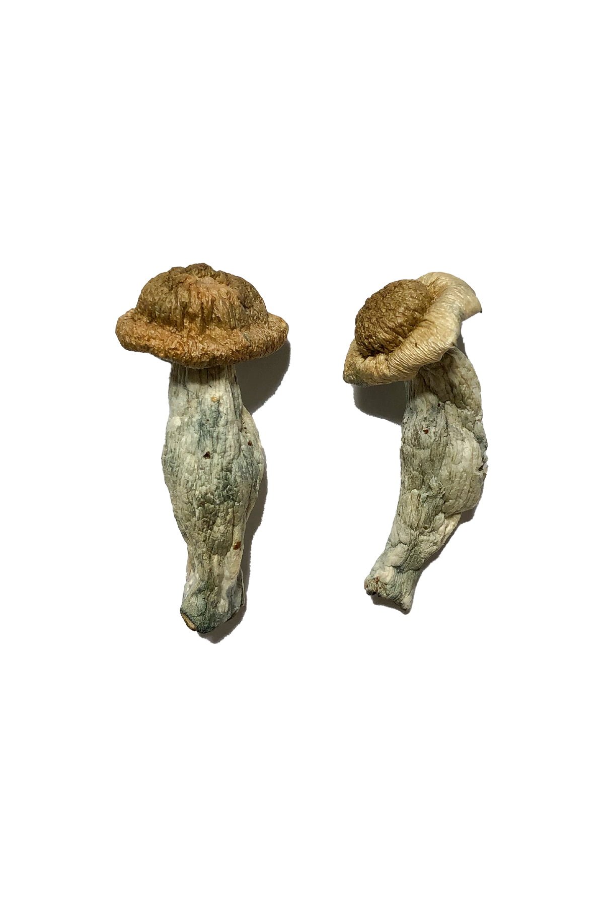 Shepherds-Cut-Penis-Envy-Magic-Mushrooms