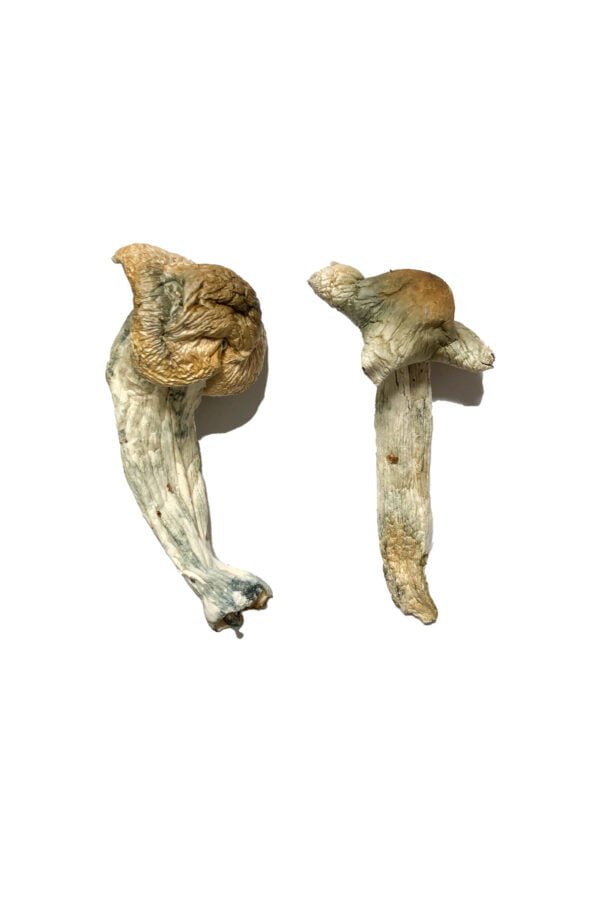 Shepherds-Cut-Penis-Envy-Shrooms-600x900