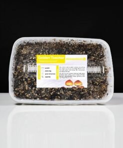 Golden Teacher Grow Kit