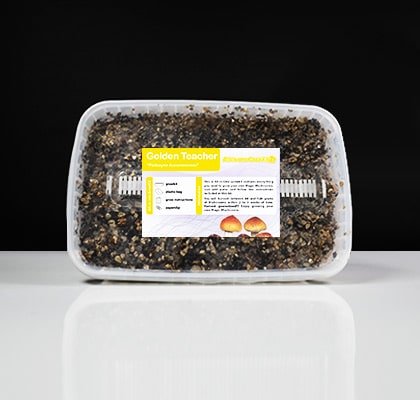 Golden Teacher Grow Kit Golden Teacher Grow Kit